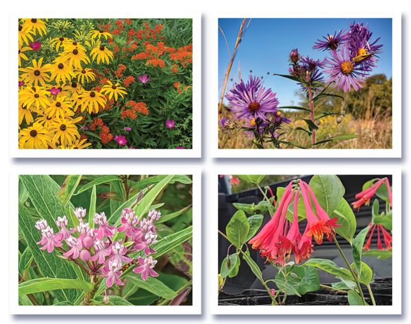Native Flowers at Kress Farm Note Cards